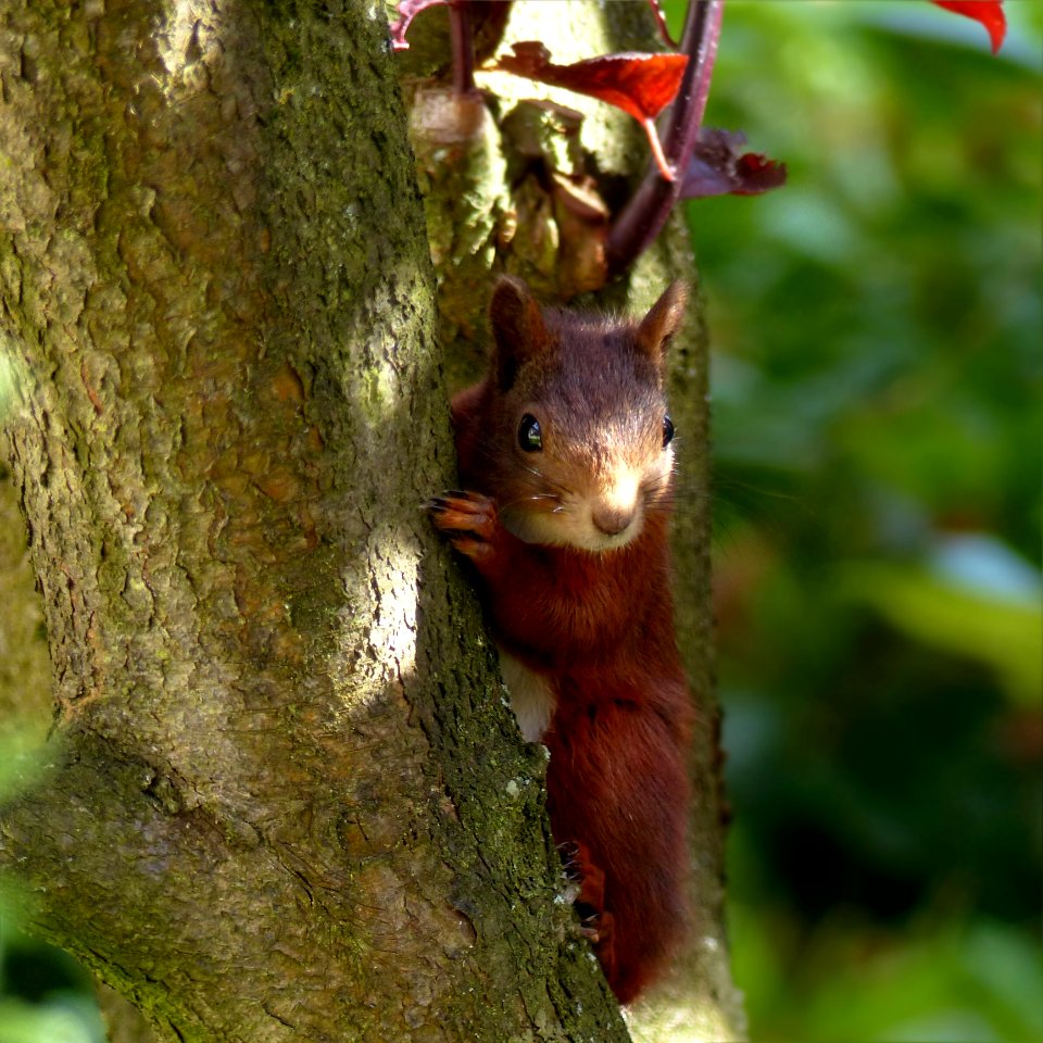 Squirrel Fauna Mammal Fox Squirrel