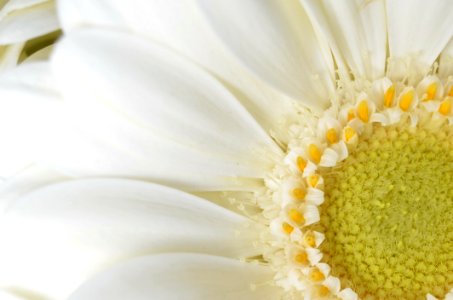 Flower White Yellow Close Up