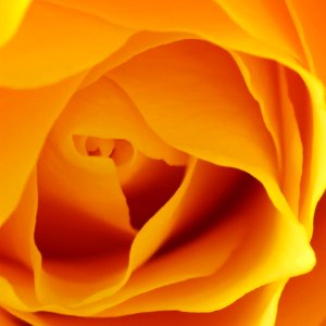 Yellow Orange Flower Rose Family