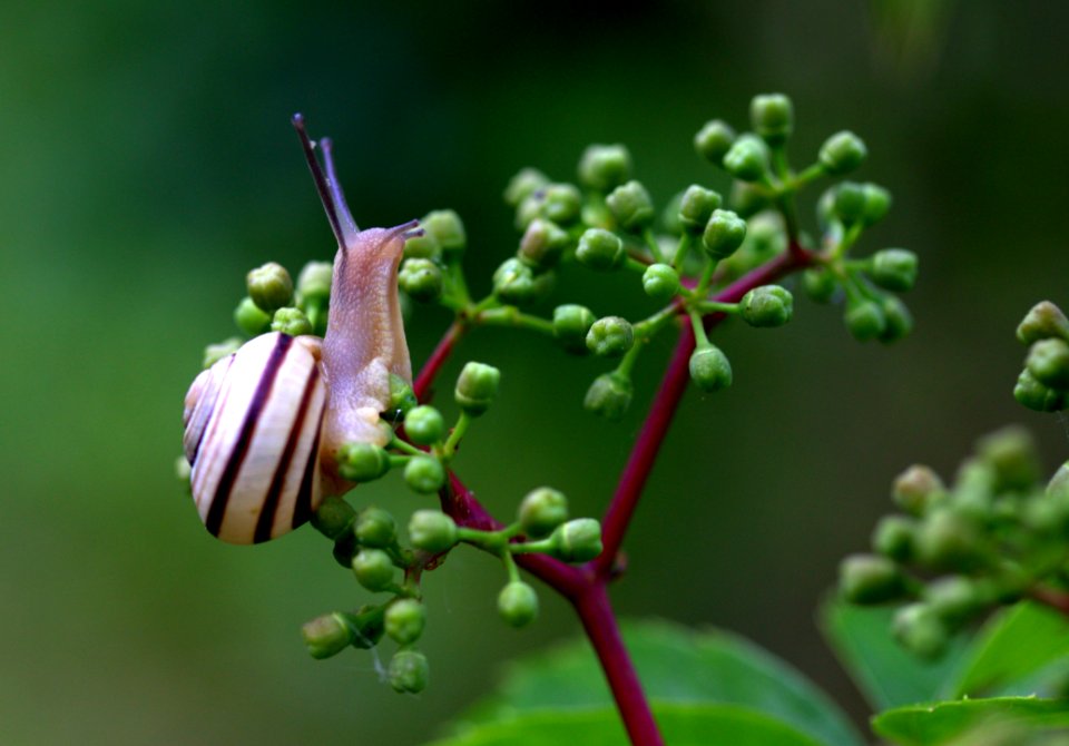 Flora Bud Plant Insect