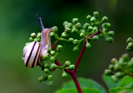 Flora Bud Plant Insect