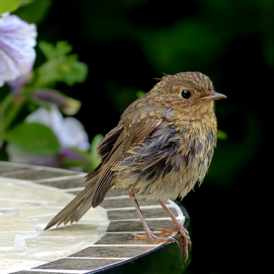 Bird Fauna Beak Old World Flycatcher photo