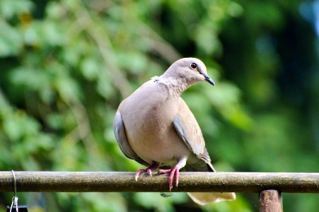 Bird Fauna Beak Pigeons And Doves photo