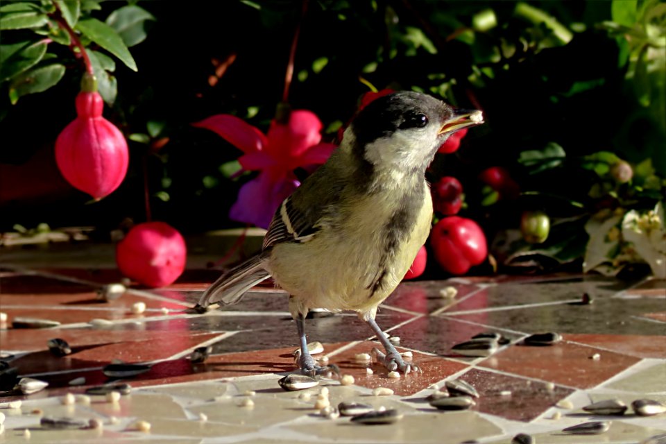 Bird Fauna Beak Nightingale