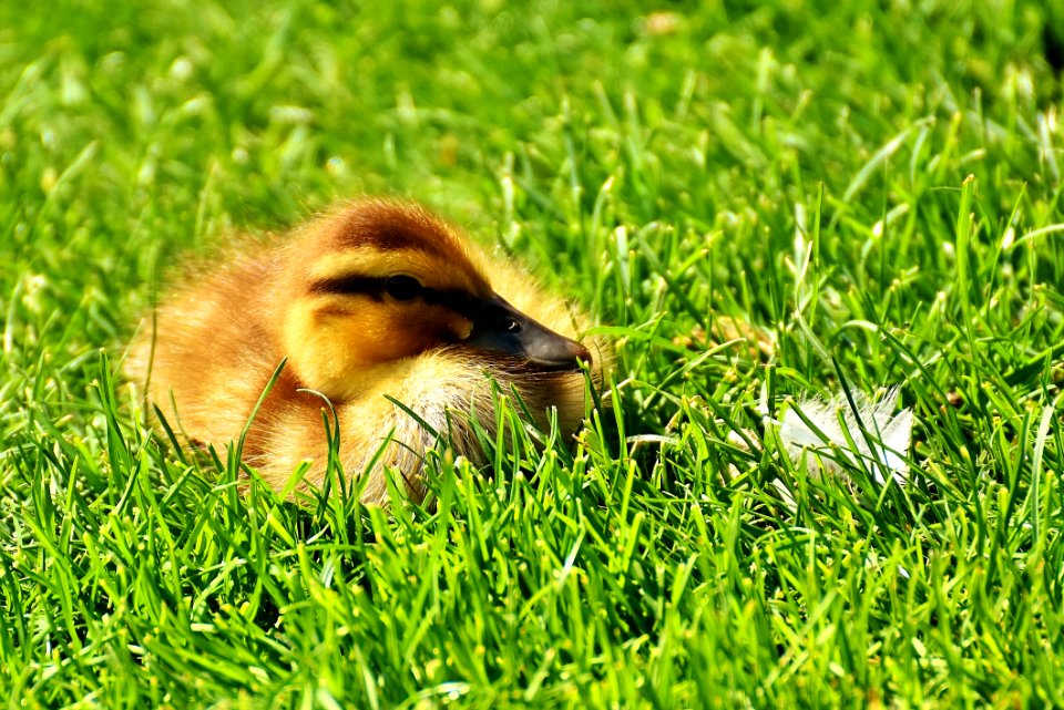Grass Mammal Wildlife Fauna
