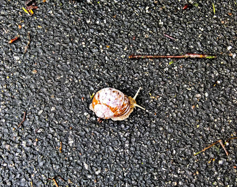 Asphalt Soil Road Surface Seashell