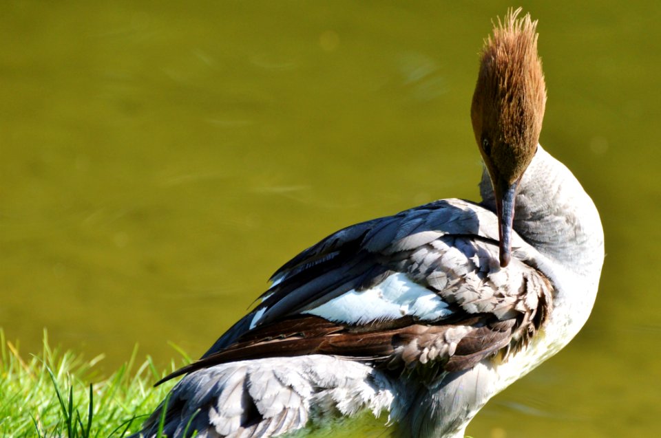 Bird Beak Fauna Water Bird