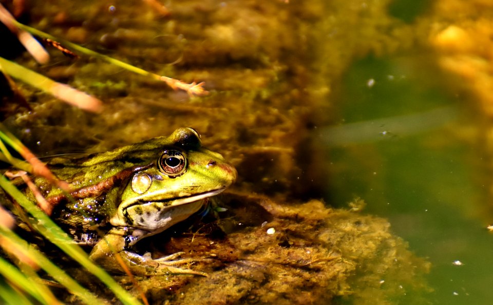 Ranidae Ecosystem Water Amphibian