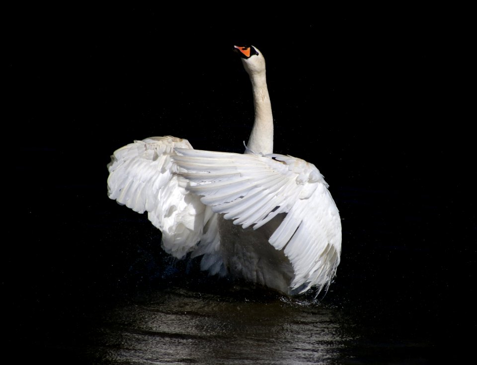 Bird Water Bird Swan Beak