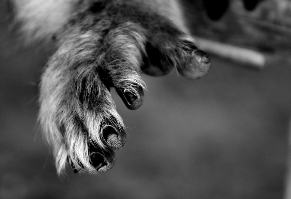 Black And White Monochrome Photography Nose Snout