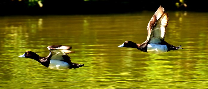 Bird Duck Water Bird Water photo