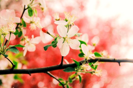 Blossom Pink Flower Branch photo