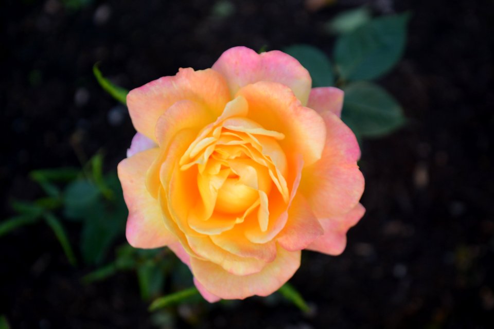 Flower Rose Rose Family Pink