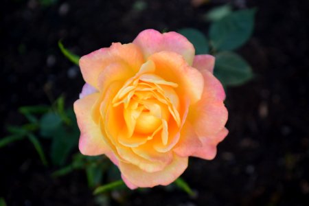Flower Rose Rose Family Pink