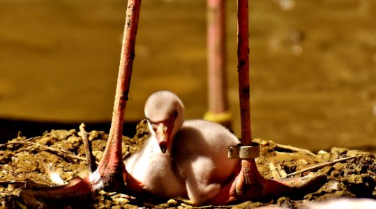 Flamingos Chicks Cute Birds