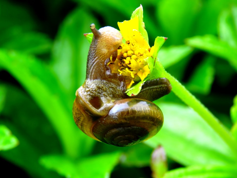 Flora Invertebrate Macro Photography Snails And Slugs