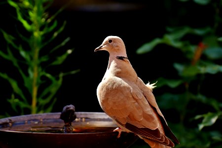 Bird Fauna Beak Pigeons And Doves photo