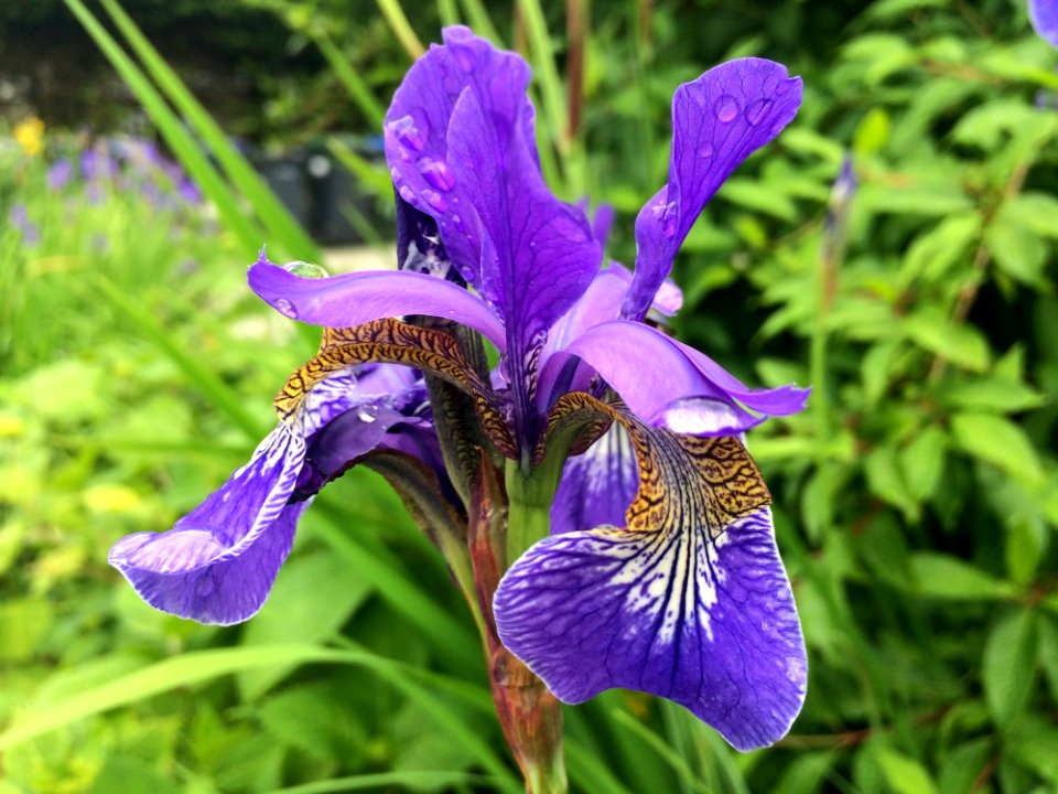 Flower Plant Iris Versicolor Flowering Plant