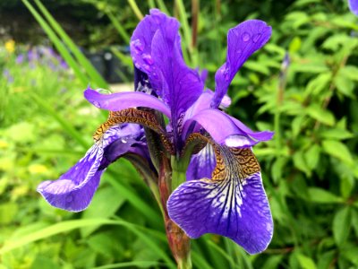 Flower Plant Iris Versicolor Flowering Plant