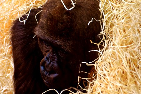 Great Ape Mammal Orangutan Primate photo