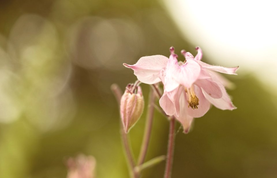 Flower Pink Flora Plant