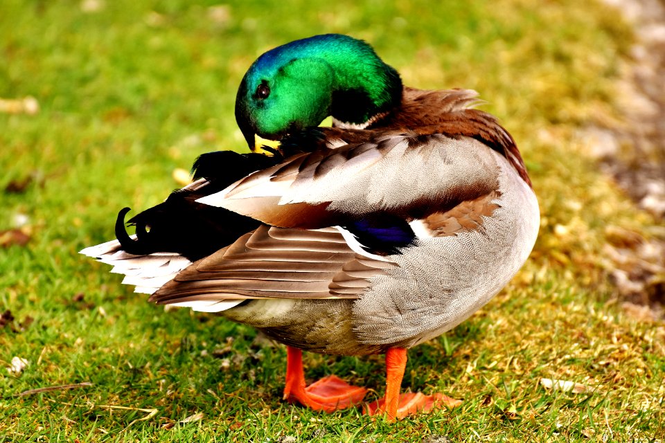 Bird Duck Mallard Fauna photo