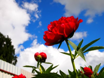 Flower Red Sky Plant