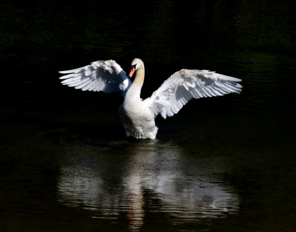 Bird Swan Water Bird Ducks Geese And Swans