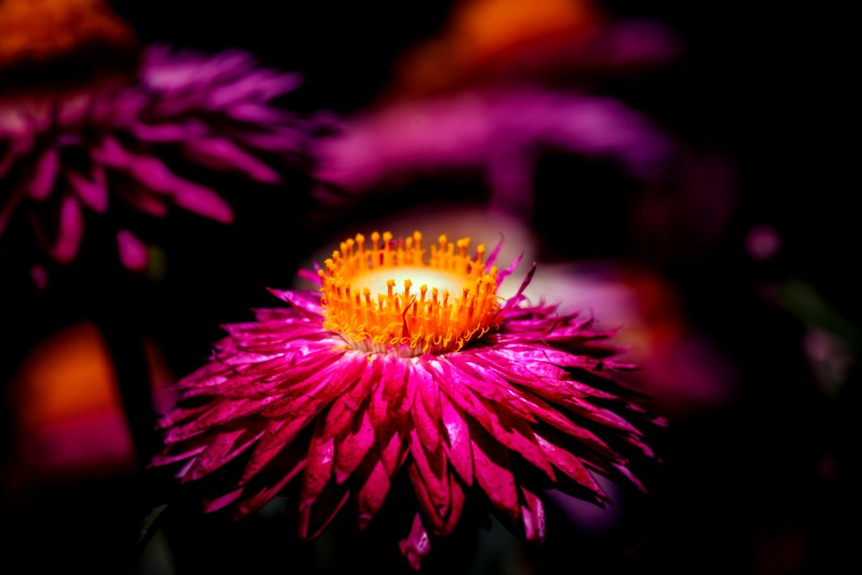 Flower Pink Nectar Flora