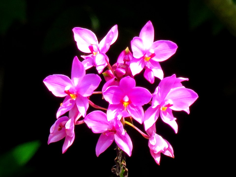 Flower Flowering Plant Plant Flora