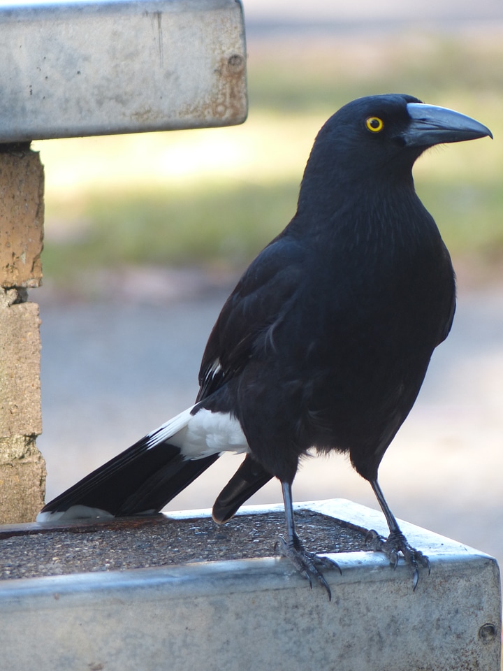 Wildlife pied sit