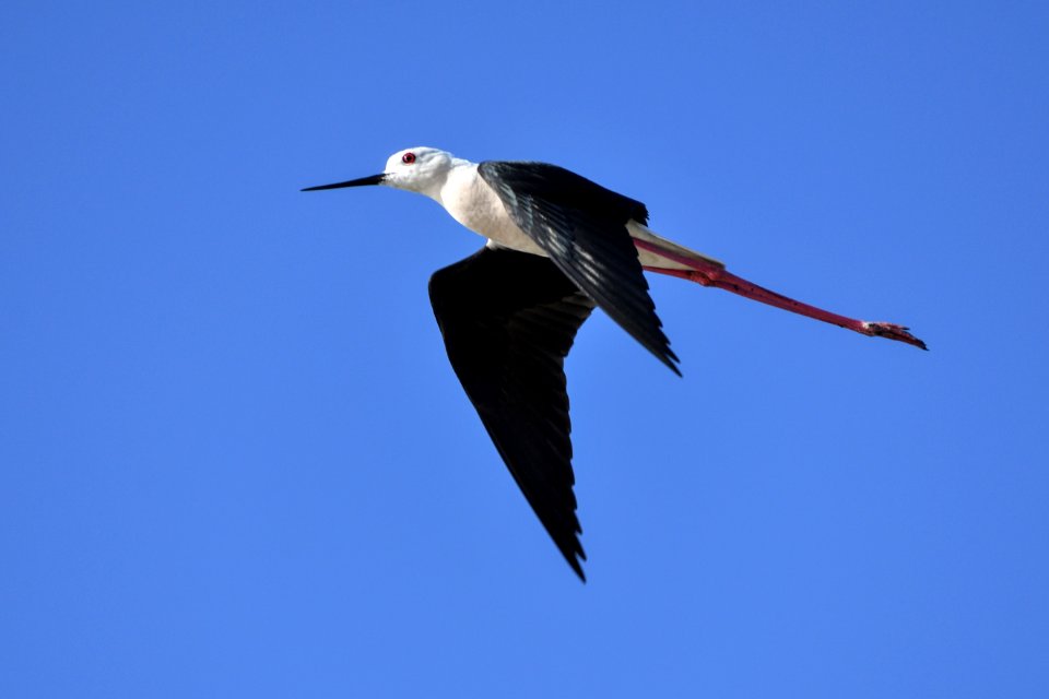 Bird Shorebird Sky Beak