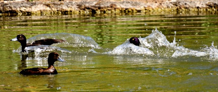 Duck Water Water Bird Fauna