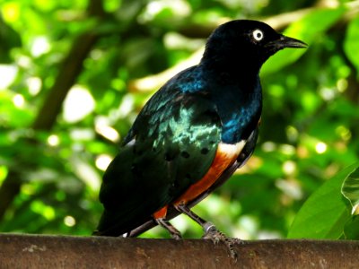 Bird Fauna Beak Blackbird