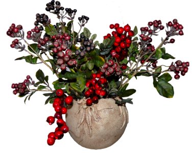 Plant Flower Flowerpot Fruit