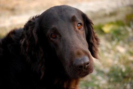 Dog Dog Breed Mammal Dog Like Mammal