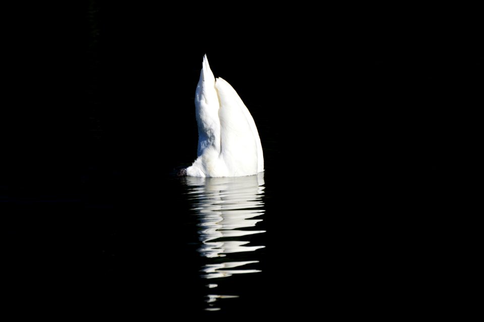 Water Water Bird Bird Vertebrate