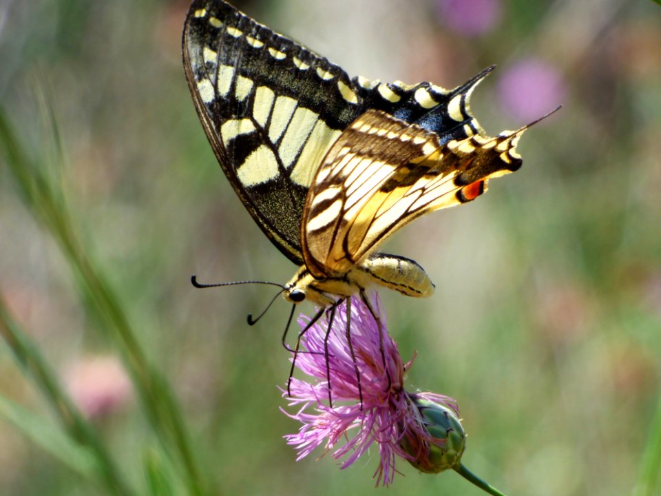 Butterfly Insect Moths And Butterflies Brush Footed Butterfly