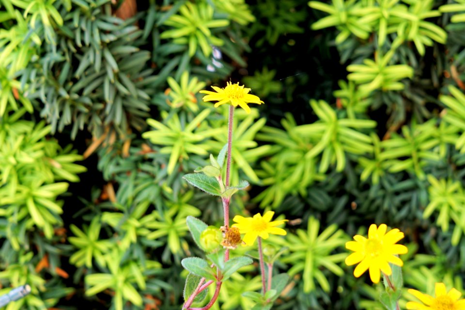 Plant Flower Flora Flowering Plant
