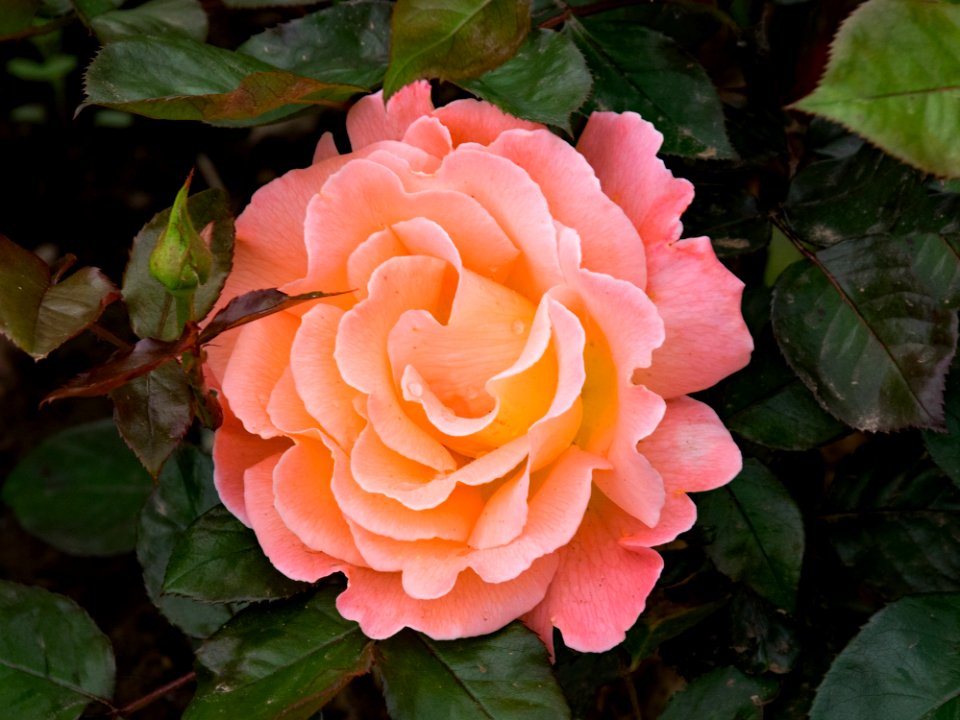 Flower Plant Rose Rose Family