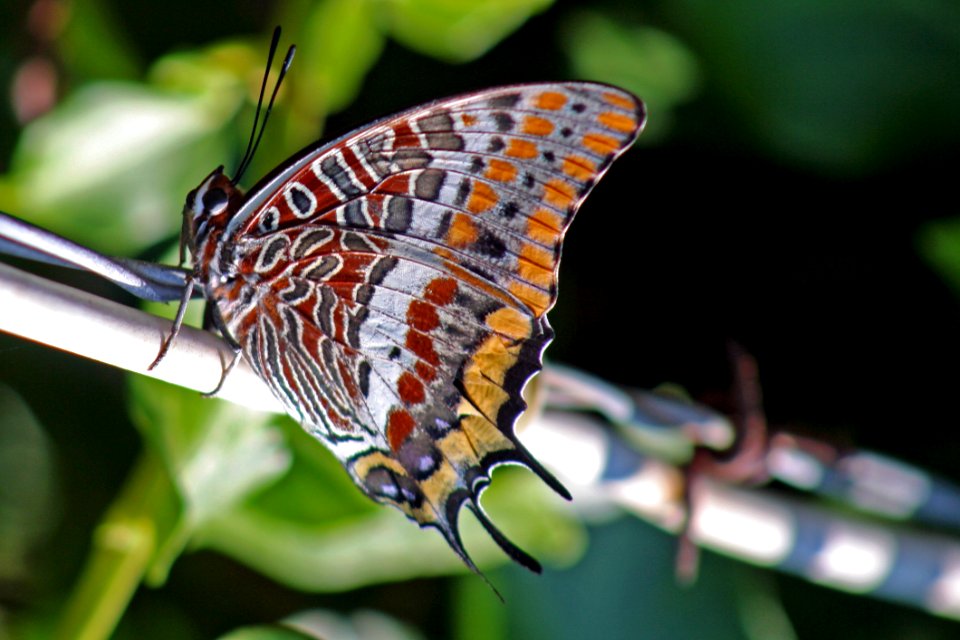 Butterfly Insect Moths And Butterflies Invertebrate