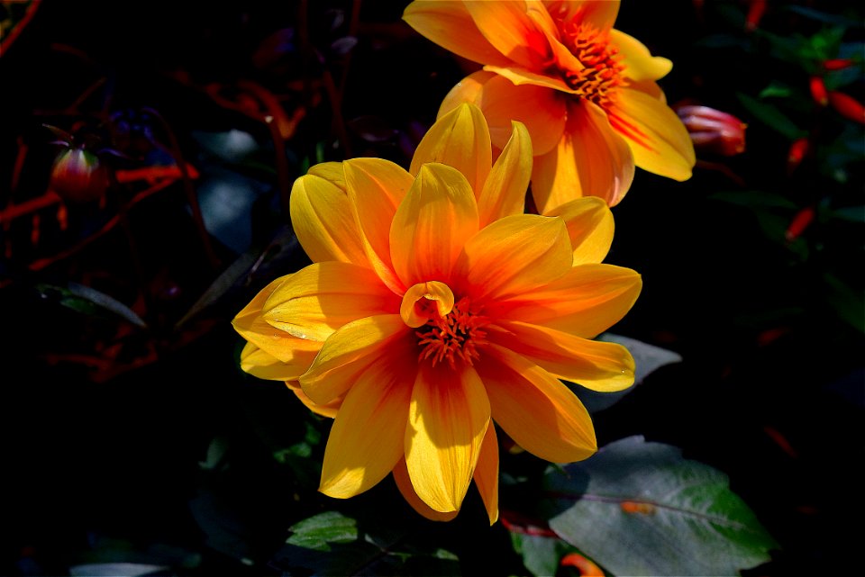 Flower Yellow Flora Plant