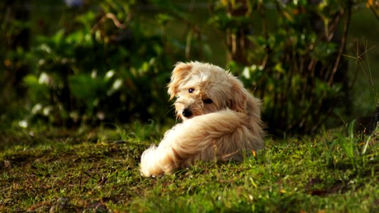 Dog Breed Dog Dog Like Mammal Goldendoodle photo