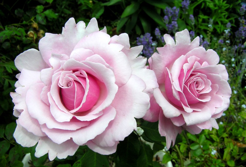 Rose Flower Rose Family Pink
