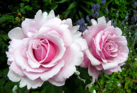 Rose Flower Rose Family Pink