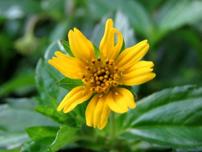 Flower Yellow Flora Plant photo