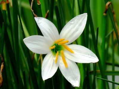 Flower Plant Flora Flowering Plant