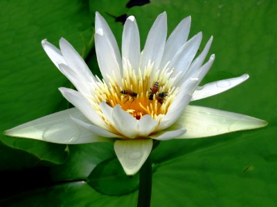 Flower Flora Plant Aquatic Plant