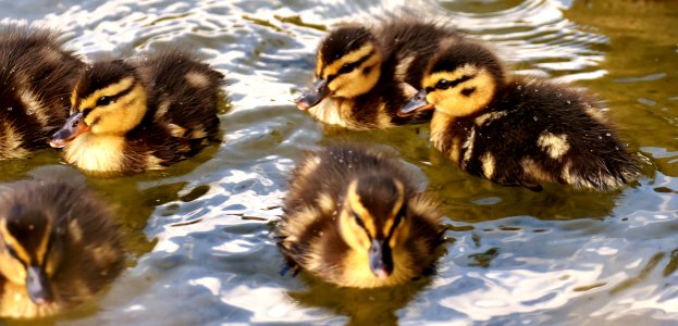 Duck Bird Ducks Geese And Swans Water Bird photo