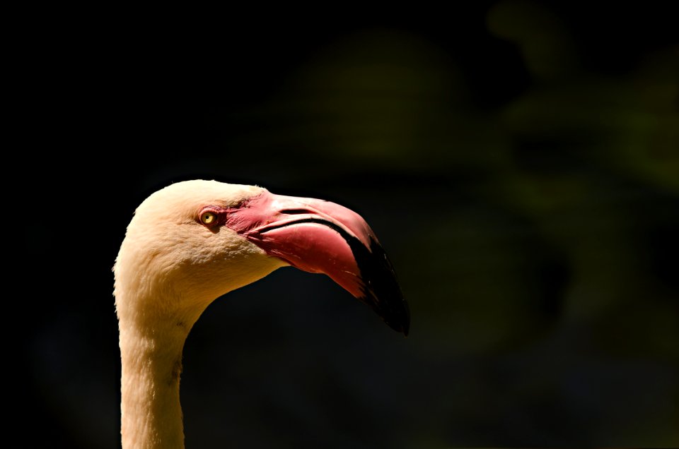Beak Bird Close Up Water Bird